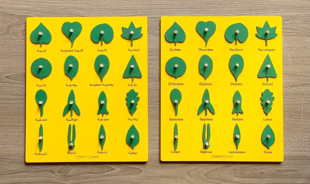 لوحة اوراق النباتات باللغة العربية والإنجليزية