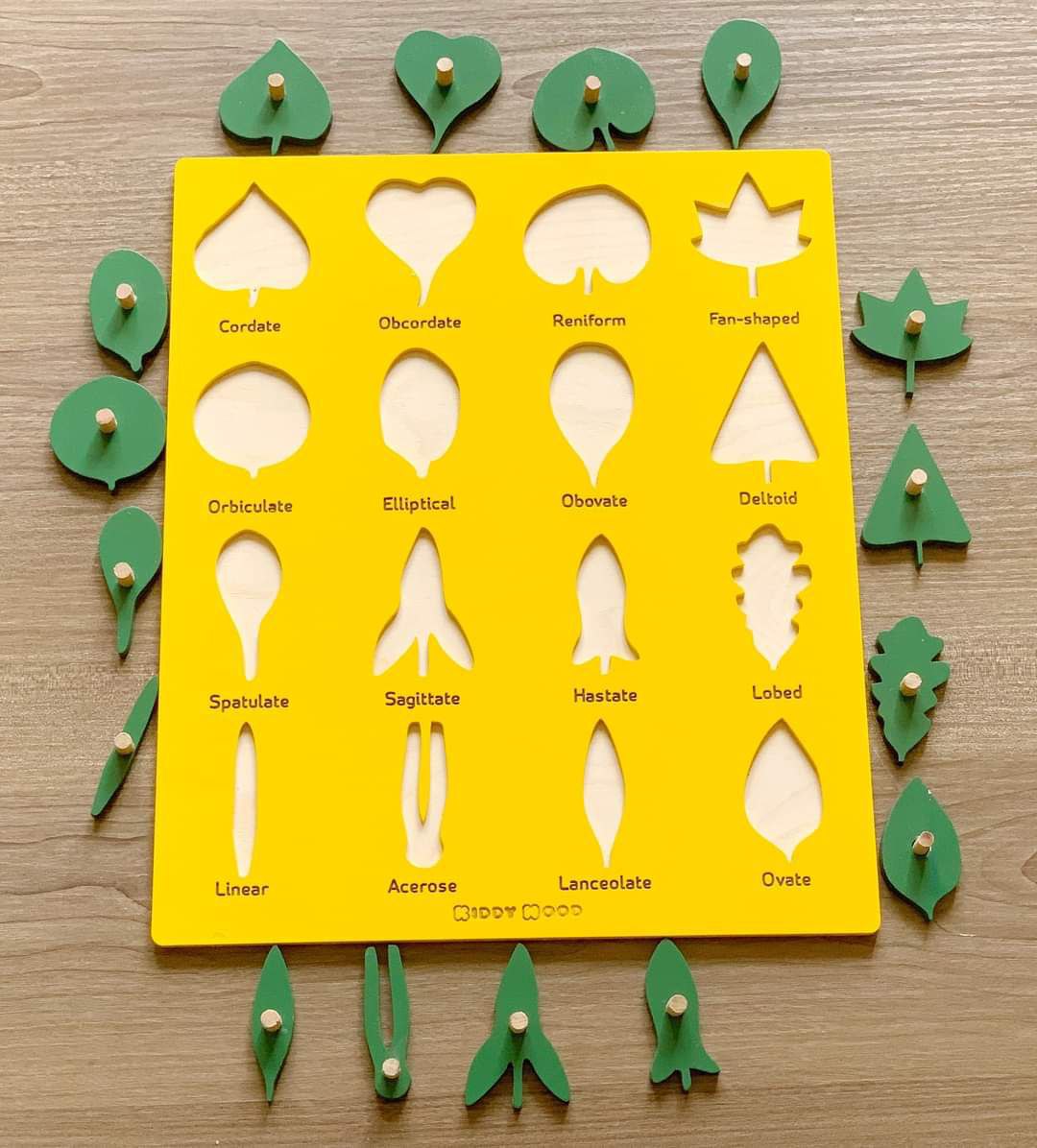 لوحة اوراق النباتات باللغة العربية والإنجليزية